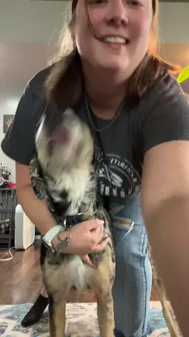 A post by @sassidycuda on TikTok caption: She’s over me🤣 #dogsoftiktok #wigglewiggle #fyp