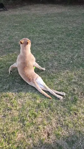 A post by @sassyfox88 on TikTok caption: everytime I see Dublin "hop around" this is what comes to mind! #fyp #dublintheparalyzedpup #wheelchairdog #yellowlab 