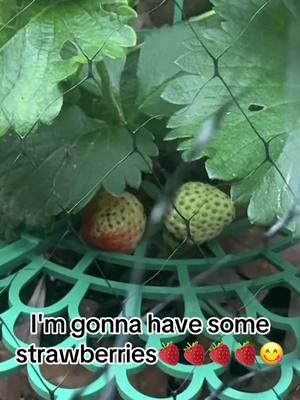 A post by @seanthompson864 on TikTok caption: Can't wait for those strawberries🍓🍓💯💯🍓🍓🍓🍓🍓🍓🍓🍓😋#seanthesalesman #fypシ #fyp #foryourpage #strawberries🍓 #strawberriesandcreamtok @donnitathompson5 