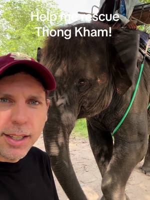A post by @planting_peace on TikTok caption: Meet Thong Kham. She has lived in a riding camp hell for the past twenty years. She has to give these types of tourist rides nonstop. Before this, she worked in a logging camp. She only knows living in a chain. Thankfully, her owner is retiring at 65. So, he has agreed to sell her to us so she can also retire. We will have 500 acres for her to roam at Boon Lott Elephant Sanctuary-Bles. She will never be put in a chain again and will have plenty of elephant friends at her new home.   You can help rescue Thong Kham by donating to her gofundme in my bio. You can also donate here on Instagram/our site PlantingPeace.org/ Venmo: Plantingpeace333.        -Aaron/Planting Peace     