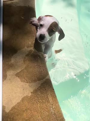 A post by @melissaksims on TikTok caption: #nevergrowup #jrt #fypシ゚viral #puddinjack #lovergirl #jackrussellsoftiktok #pool #learningtoswim 