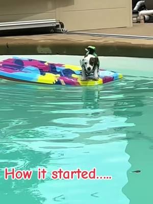 A post by @melissaksims on TikTok caption: #jrt #fypシ゚viral #puddinjack #lovergirl #jackrussellsoftiktok #pool #learningtoswim #jackrussell 
