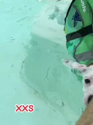 A post by @melissaksims on TikTok caption: #jrt #fypシ゚viral #puddinjack #lovergirl #jackrussellsoftiktok #pool #learningtoswim #jackrussell 