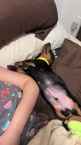 A post by @estt.lynn on TikTok caption: Everyone meet Willow!!!