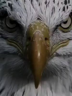 A post by @aliradha1964 on TikTok caption: #اقتباسات_عبارات_خواطر  #دار_الحق  #اكسبلورexplore❥🕊🦋💚❤ 