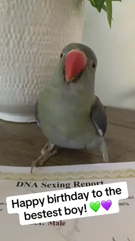 A post by @beakerbeak on TikTok caption: Happy birthday to the bestest boy I could ever ask for 💚 Beaker makes our lives so full, and we are so grateful everyday for his spunky, giggly, talkative, gregarious, and cuddly personality! We love him so so much 💚💚💚 #birdsoftiktok #parrotsoftiktok #talkingbird #talkingparrot #cuteanimals #funnyanimals #birthday #happybirthday #parrot #Bestfriend 