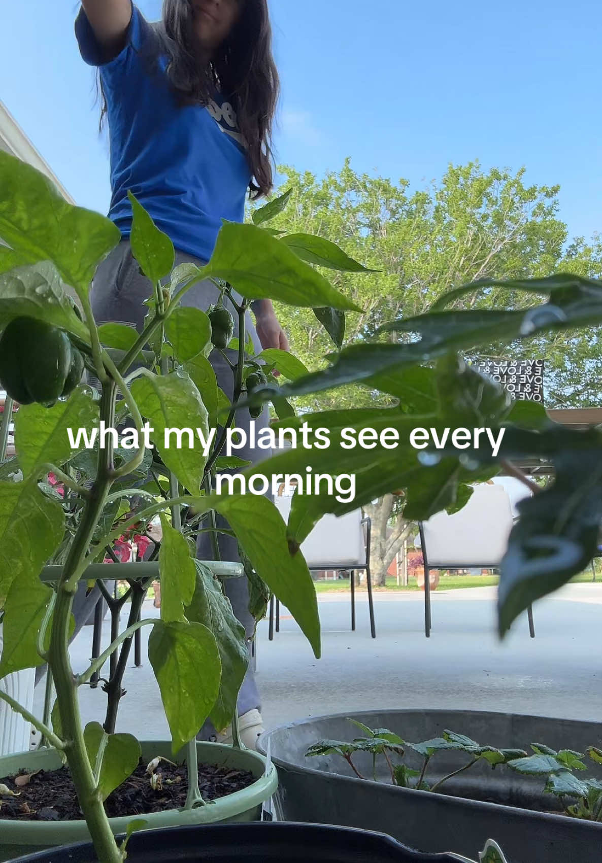 A post by @hannahsifuentes_ on TikTok caption: They’re happy to see me 🌱☀️