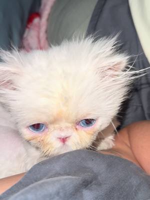 A post by @ragstorichesanimalrescu on TikTok caption: Just trying to take a nap and the crispy wants to cuddle  #fyp #foryou #foryoupage #rescue #rescuekitten #kitten #kittens #follow #followus #rescuecat #rescuekittenoftiktok #wisp #kittenlove #staystinky 