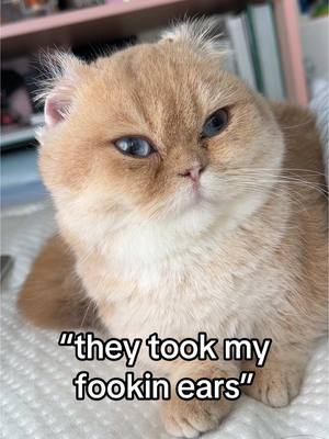 A post by @sunkittencats on TikTok caption: now scoob looks like doob #fyppppppppppppppppppppppp #kitten #catsoftiktok #doobscoobgoob #fypシ゚viral 