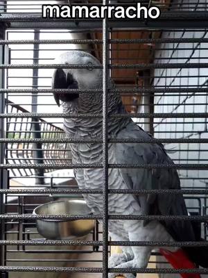 A post by @nosellas on TikTok