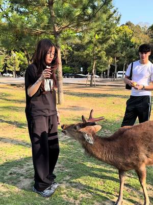 A post by @iamferv on TikTok caption: saludando a venados en nara 🌸 @kattie 