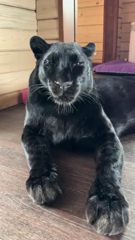 A post by @luna_the_pantera on TikTok caption: Good morning life 