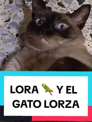 A post by @lora_prodigio on TikTok caption: Hoy a Lora le dio por meterse con el Michi, lo llama gato lorzas y le dice que corra por su vida dado su sobrepeso 😂🤷🤦🏼🦜😽 A lorazas ...digo a Michi, no parece importarle mucho, la verdad! El solo comer y dormir y es feliz 😄 🐱🍖🍗 #gatogordo #michi #loraprodigio #lora #gatos #loros #risastiktok #animalestiktok #mascotastiktok #mascotastik #gatolorzas 