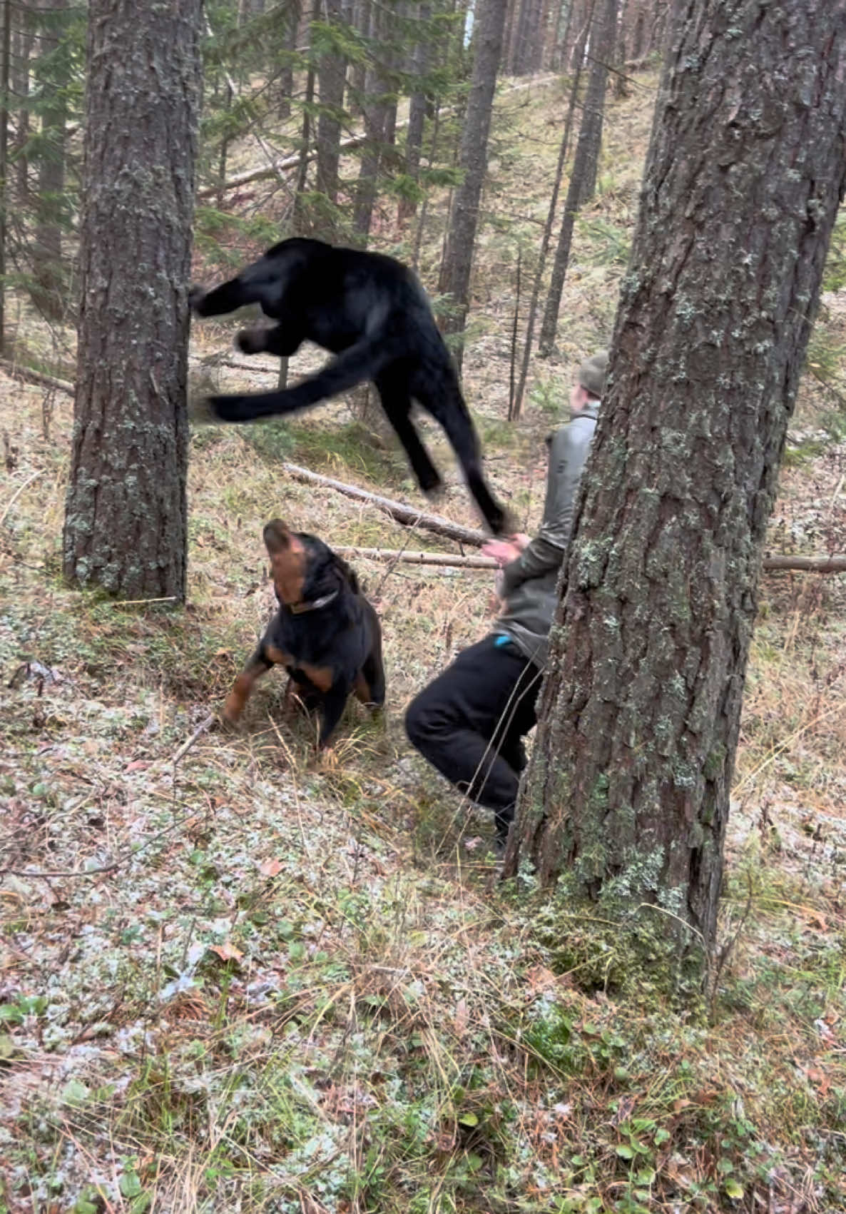 A post by @luna_the_pantera on TikTok caption: The Panther Trickster 😈