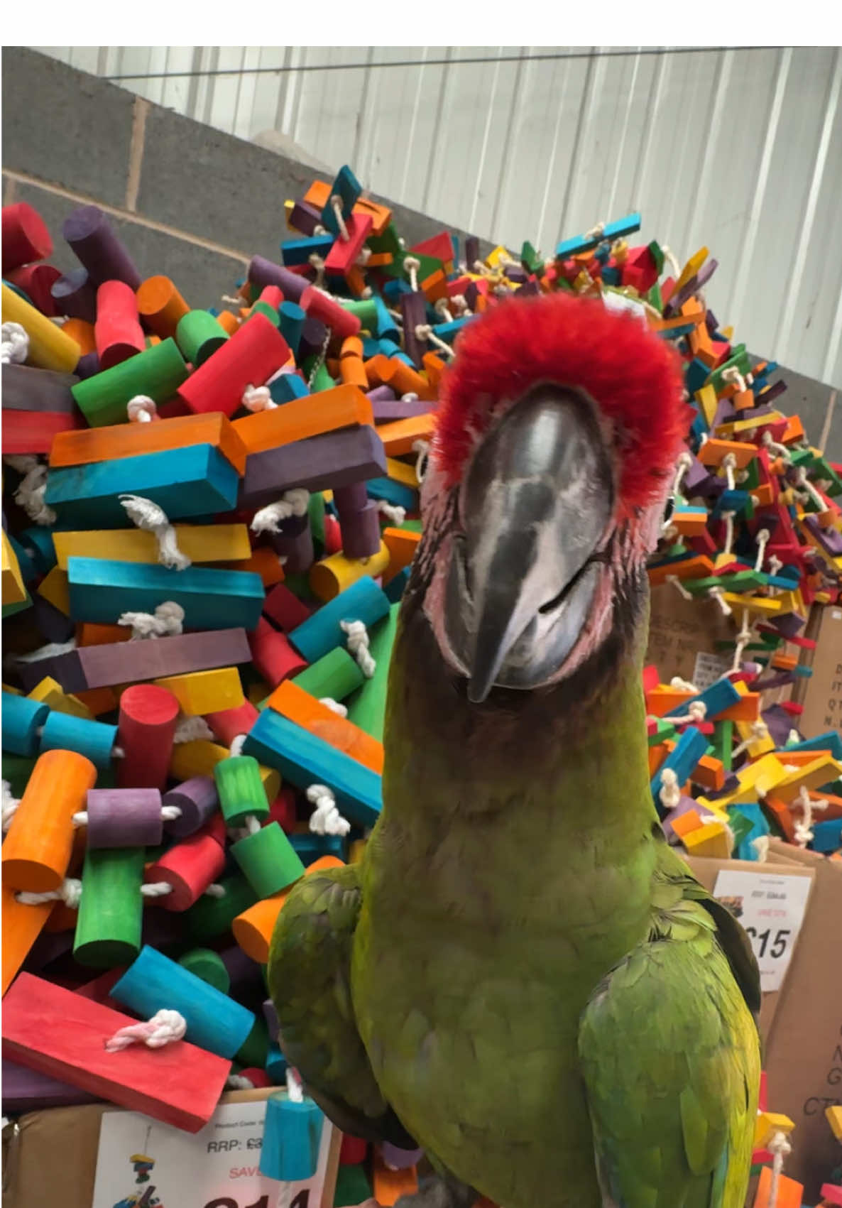 A post by @shelbythemacaw on TikTok caption: Thank you for letting us visit today Parrot Supplies! Can’t wait to come back again soon! #macaw #shelbythemacaw #ScarletMacaw #africangreyparrot #business #parrotsupplies 