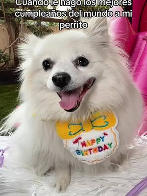 A post by @marianamiamorch on TikTok caption: El perro más envidiado del condado. Vayan a ver el video en mi canal de YouTube! 