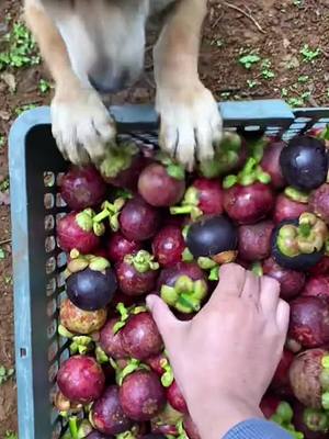 A post by @lovefruit290815 on TikTok caption: 🧑🏻‍🌾👩🏻‍🌾👍🏻 Mangosteen, have you eaten it? It is rich in vitamins. #fresh #top #fruit 