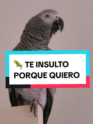 A post by @lora_prodigio on TikTok caption: Cualquier momento es bueno para insultar a mi dueña! Yo soy un loro libre y digo lo que pienso en todo momento! Si te llamo borracha...por algo será! 😂🦜🍺 Esta Lora es única 🤣😂🦜🤷 #insulto #borracha #lora #lorostiktoker #loraprodigio #risastiktok #mascotas #loros #animalesgraciosos 