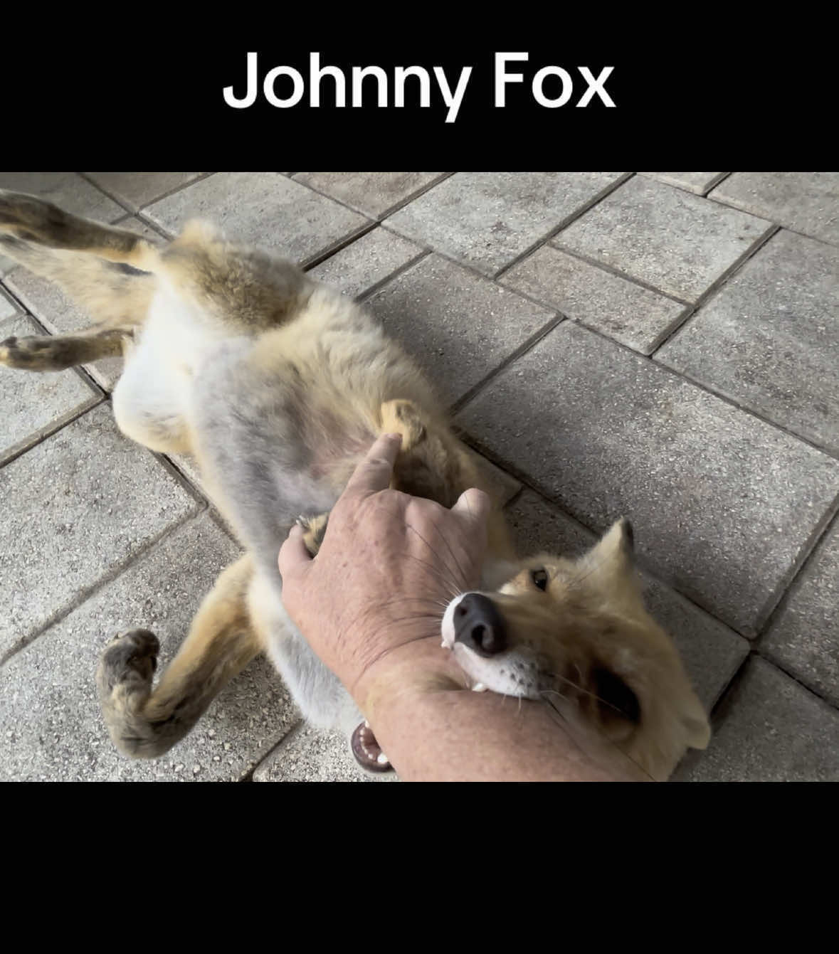 A post by @foxtalesflorida on TikTok caption: Johnny Fox checking in.  www.foxtalesflorida.com/get-involved