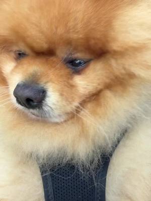 A post by @lallalouloudoubra on TikTok caption: #chien #trend #fipシviral #pourtoii #fyp #paratiiiiiiiiiiiiiiiiiiiiiiiiiiiiiii 