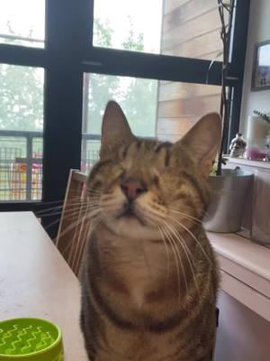 A post by @blind_cat_dmitri on TikTok caption: Meow? 🥺💘🌻🐈 #blindcat #cute 