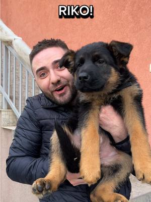 A post by @nikola.adamovic on TikTok caption: Da li i vi imate kucnog ljubimca? 🐶 #balkan #balkantiktok #pas #ljubav #viralvideos #trendingvideo #funny #fyp 