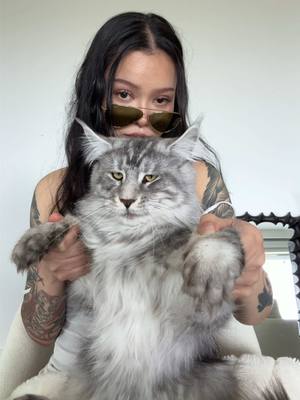 A post by @bellapoarch on TikTok caption: My cat is a star🐱new reel on IG. link in bio before he unfollows me !!