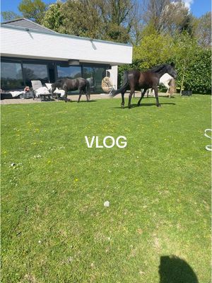 A post by @tamaytastekin on TikTok caption: pls be nice thx hihi #vlog