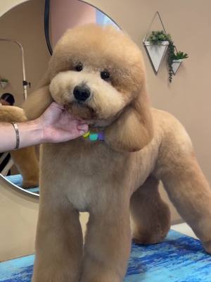 A post by @dogsbylogan on TikTok caption: The fluffiest dog I’ve ever worked on #dogs #dogsbylogan #cutedogs #doggrooming