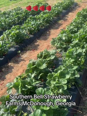 A post by @seanthompson864 on TikTok caption: Pick a lot of strawberries today#seanthesalesman #fypシ #fyp #foryourpage #