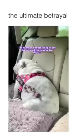 A post by @cutedogsonline on TikTok caption: Funny dogs  🐕 😄 #dog #dogs .