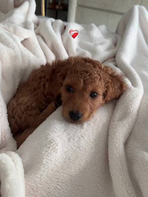 A post by @isalavenezolanaa on TikTok