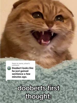 A post by @sunkittencats on TikTok caption: Replying to @meme_wheel car #fyppppppppppppppppppppppp #kitten #catsoftiktok #doobscoobgoob #fypシ゚viral 