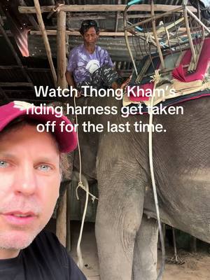 A post by @planting_peace on TikTok caption: We did it! Watch the moment her tourist riding harness comes off for the last time after 30 years.  We secured Thong Khams' freedom. She has been at this riding camp for 20 years; before that, she worked in a logging camp. She is only 45. She has good years in front of her. She is going to love her new life at Boon Lott Elephant Sanctuary-Bles. She will have over 500 acres to roam with other elephant friends. Thank you to everyone who donated, shared, and commented to make this happen. It takes a village. Now we move her to Bles. - Aaron 