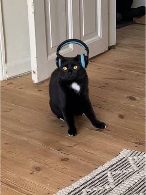 A post by @thekittyandrea on TikTok caption: ✨ Headphones on ✨ #andreavonspeed #fyp 