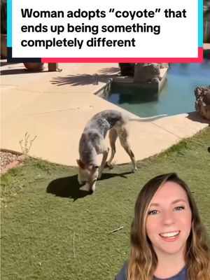 A post by @thatgoodnewsgirl on TikTok caption: This “coyote” ended up not being a coyote at all, and thanks to one family’s dedication, she’s looking a lot happier and healthier now! 🐕 See more updates on Luna on Meredith’s YouTube channel: meredithwarfel2778 📸 : Meredith Warfel #dogrescue #dogadoption #straydog #stray #coyote #dogs #dog