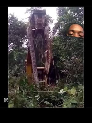 A post by @chrisfranklin966 on TikTok caption: 50 foot snake found in the Congo rainforest #largesnake #bigsnake #congorainforest #anaconda 