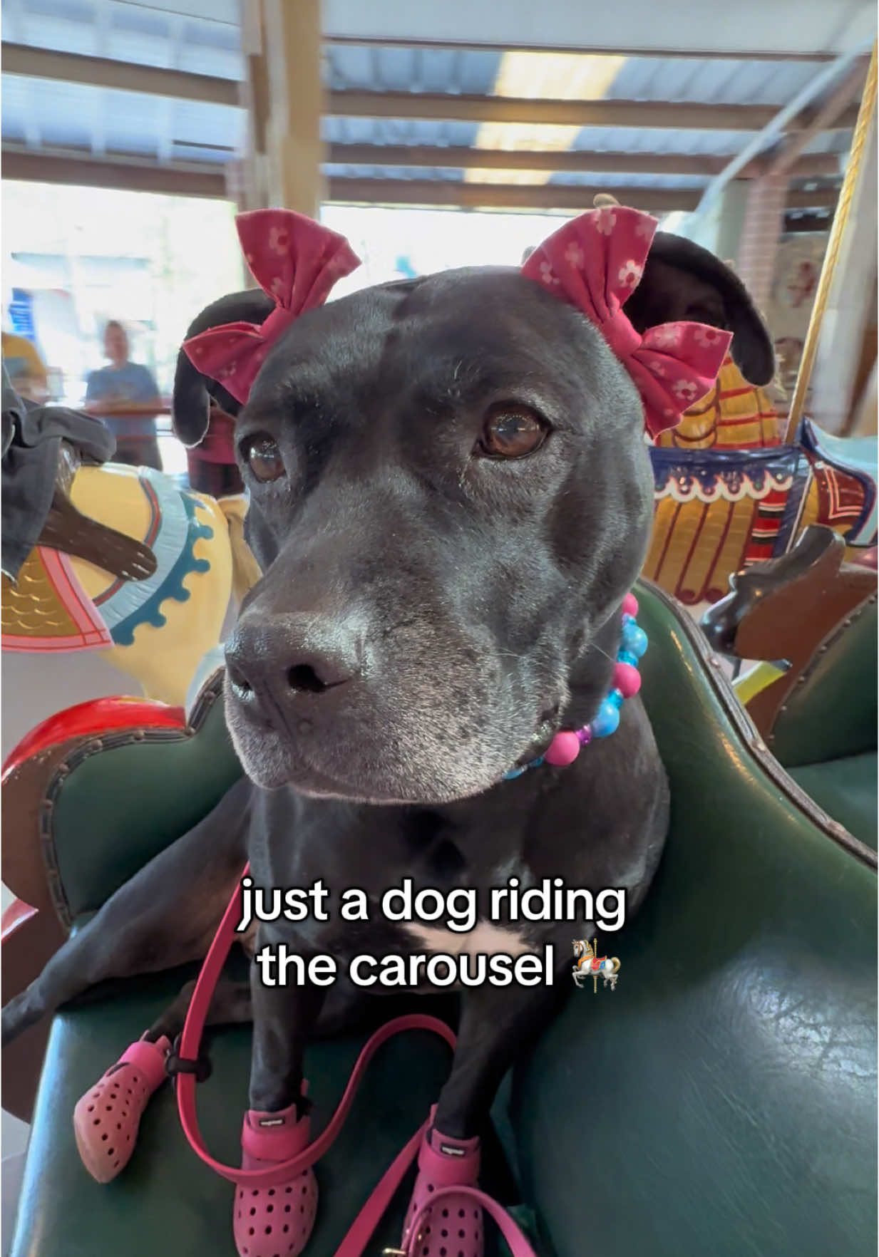 A post by @ on TikTok caption: gotta love Knoebels! a pet friendly amusement park in Elysburg in Pennsylvania 😍 🎀double bows @Wildly Cute Bows 