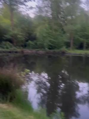 A post by @chefoktayusta on TikTok caption: Huzur#doğa#bahar###🍒🍒##🍋🍋🍋🍋🍋🍋🍋🍋##🍄liea🥀🌵