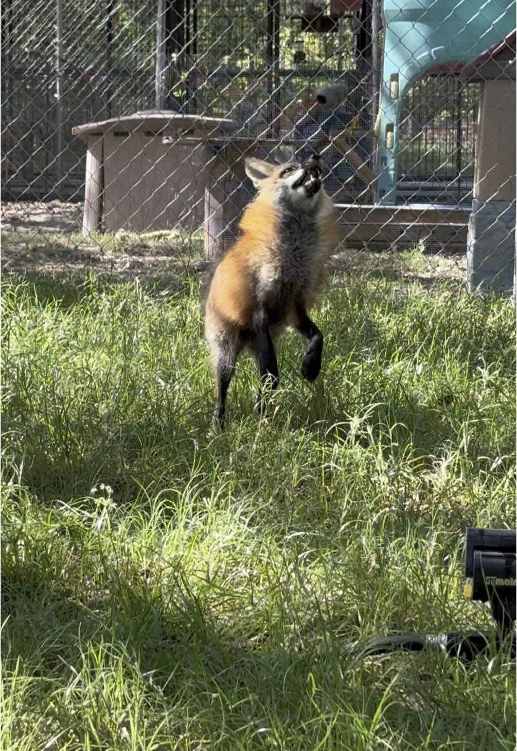A post by @foxtalesflorida on TikTok caption: Princess bride foxes enjoying run time with toys. #foxrescue #foxsanctuary #foxsanctuary #nonprofit 