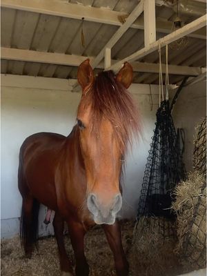 A post by @tamaytastekin on TikTok caption: I never manage to film while tacking him- I will try better the next time tho #fyp #grwm #horsegirl 