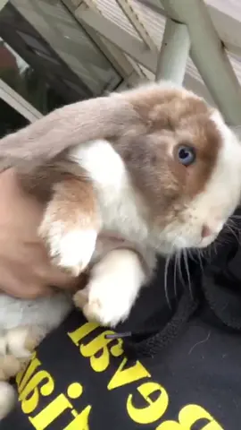 A post by @charliegaarden on TikTok caption: The worst part of having pets is losing them. I have had rabbits for 13 years now, but it never gets easier. Living without them is the hardest thing I have to do every day. I would do anything to have all of them back again. I love you all so much, and I wil NEVER forget you 🤍🪽 #petloss #rabbitsoftiktok 