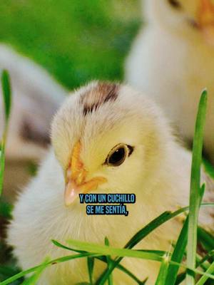 A post by @gafe423oficialpodcast on TikTok caption: DISFRUTABA RENUNCIAR ANIMALES. #fyp #paratii #gafe423 #podcasts