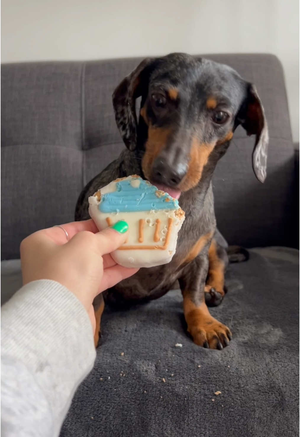 A post by @vivivergara22 on TikTok caption: Sharing isn’t always caring 🥲 #dachshund #dogsoftiktok 