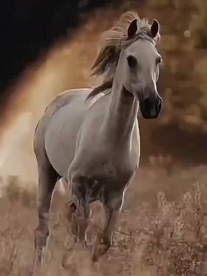 A post by @aliradha1964 on TikTok