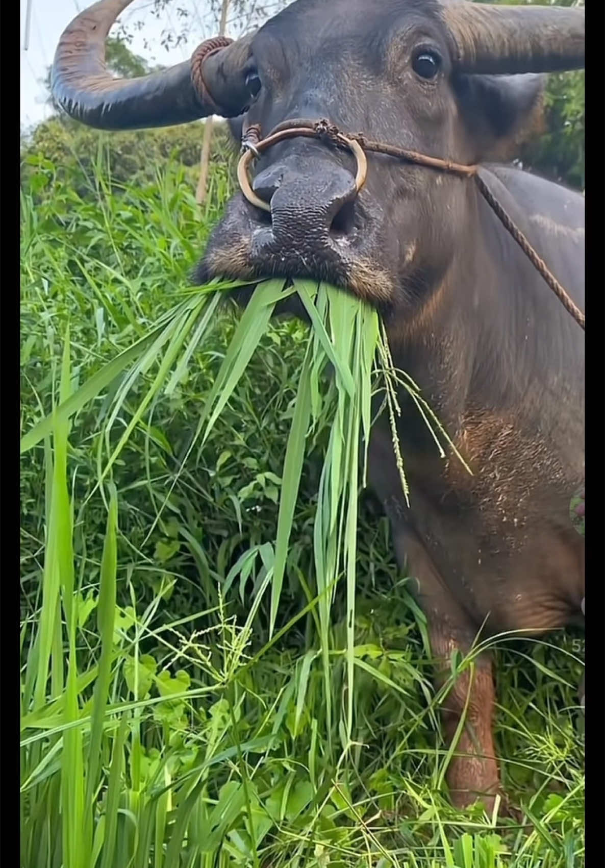 A post by @limtichmengofficail on TikTok caption: 😁 ជួយដាក់ captions ផង 😂