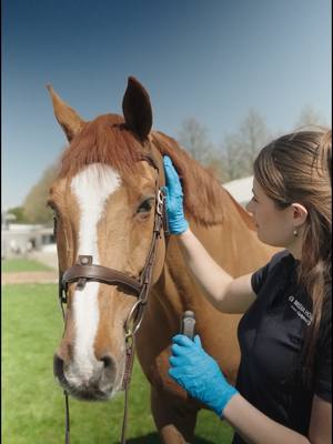 A post by @fei_horse_world on TikTok caption: Just how easy is it to use the FEI Noseband Measuring Device? ‍️👀 After watching FEI Senior Veterinary Manager Gonçalo’s demo, it was Rosie’s turn to give the Noseband Measuring Device a go… and it was that easy! 🤩 With clear guidance and a simple design, the device makes checking noseband tightness straightforward for everyone, whether you're a seasoned steward or trying it for the first time.  🛒 Available now to purchase at the FEI Fan Shop 🎥 Full instructions and how-to videos can be found at the FEI Equine Welfare Hub #FEI #HorseWelfare #EquestrianInnovation #FEINosebandMeasuringDevice #FEIBeAGuardian