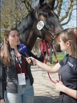 A post by @fei_horse_world on TikTok caption: Why it matters — from creation to competition. 💭 We hear from top athletes on their thoughts about the new FEI Noseband Measuring Device — and why they believe it matters for the future of our sport. 🌟 Also, find out what sparked the creation of this innovative tool and how it supports our ongoing commitment to horse welfare. 💡 🛒 Available now to purchase at the FEI Fan Shop 🎥 Full instructions and how-to videos can be found at the FEI Equine Welfare Hub #FEI #HorseWelfare #EquestrianInnovation #FEINosebandMeasuringDevice #FEIBeAGuardian