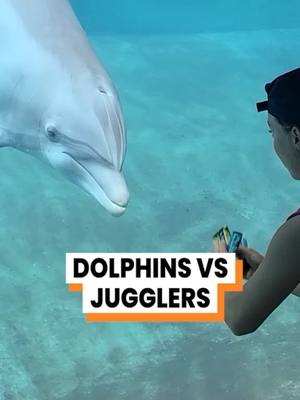 A post by @gofetch on TikTok caption: Has anyone swam with dolphins before? 🐬 (@arkbykomi) #funnyanimals #fyp #funnytiktok #talkinganimals #fetch #talkingdog #animalsoftiktok #voiceover #original #dolphin #ocean #sealife