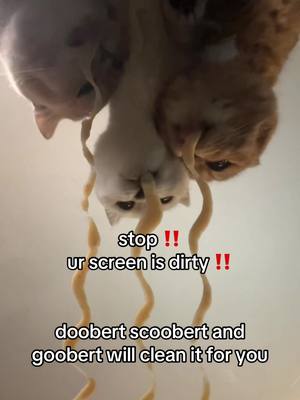 A post by @sunkittencats on TikTok caption: no criticism allowed #fyppppppppppppppppppppppp #kitten #catsoftiktok #doobscoobgoob #fypシ゚viral 